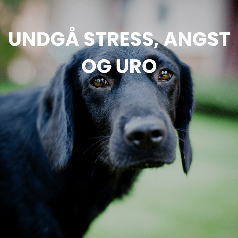 stress, angst og din hund og kat - PetIQ